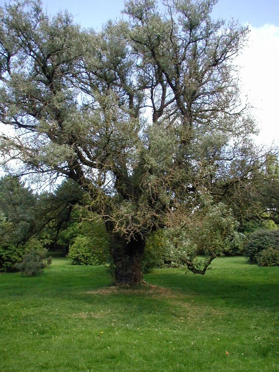 Image of Russian olive