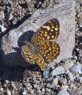 Imagem de Phystis simois variegata Röber 1914