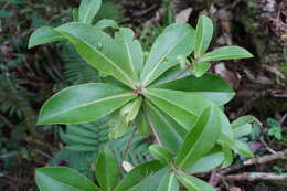 Image of Foetidia mauritiana Lam.