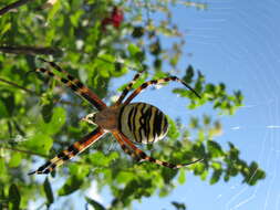 Image of Barbary Spider