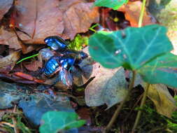 Слика од Geotrupes stercorarius (Linnaeus 1758)