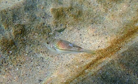 Image of Banded Toadfish