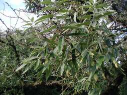 Image of Russian olive