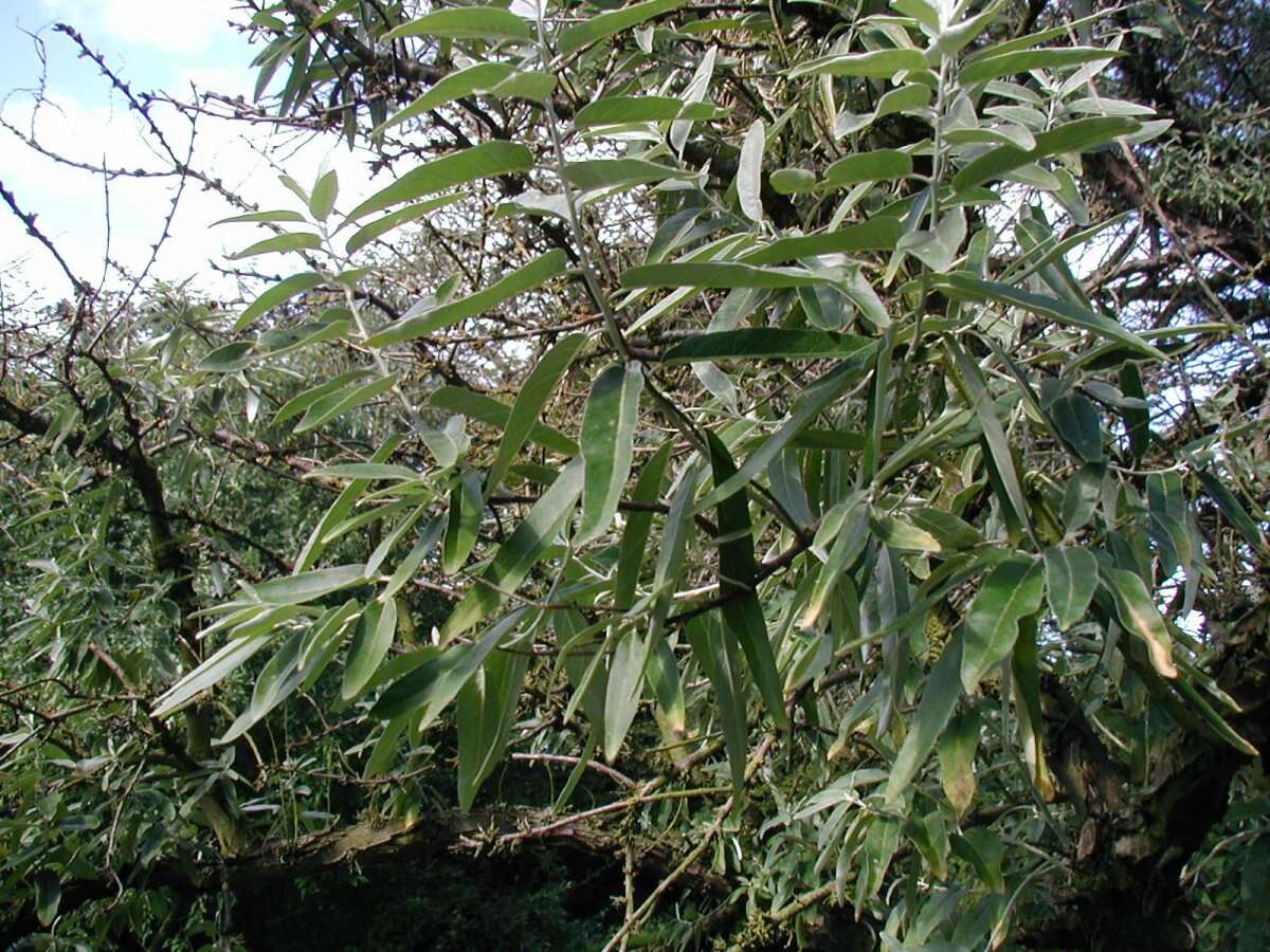 Image of Russian olive