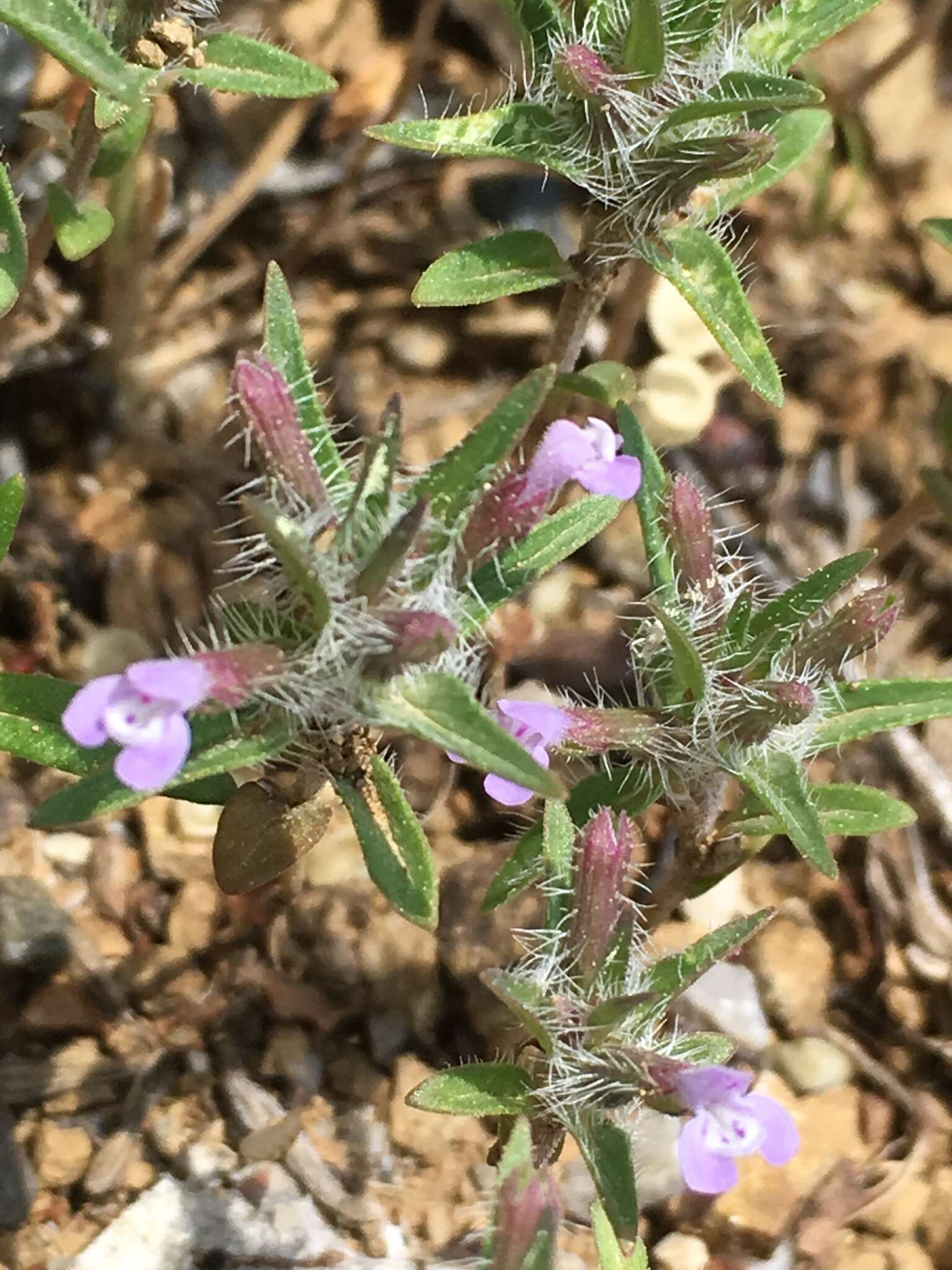 Image of Ziziphora taurica M. Bieb.