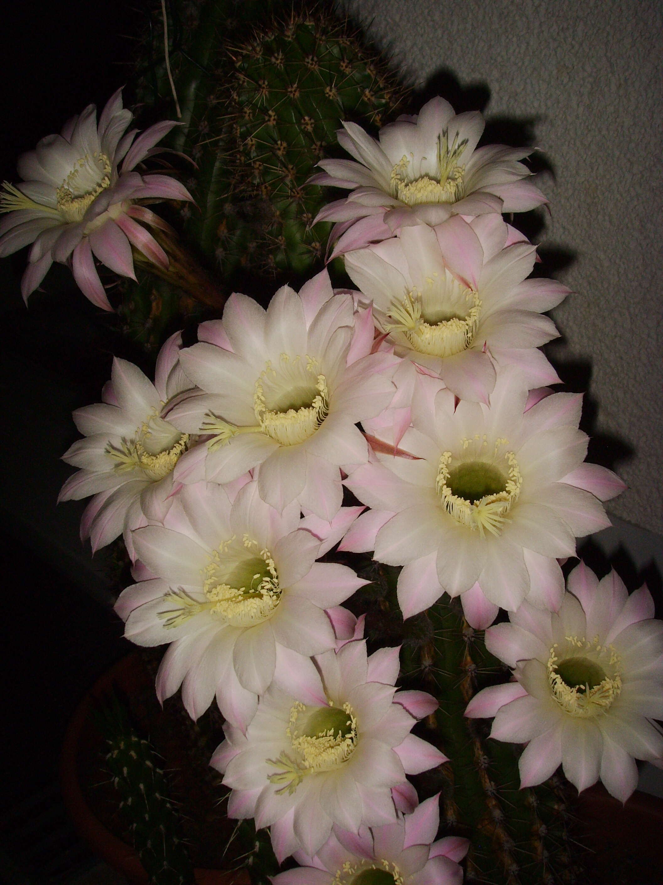 Image of Echinopsis oxygona