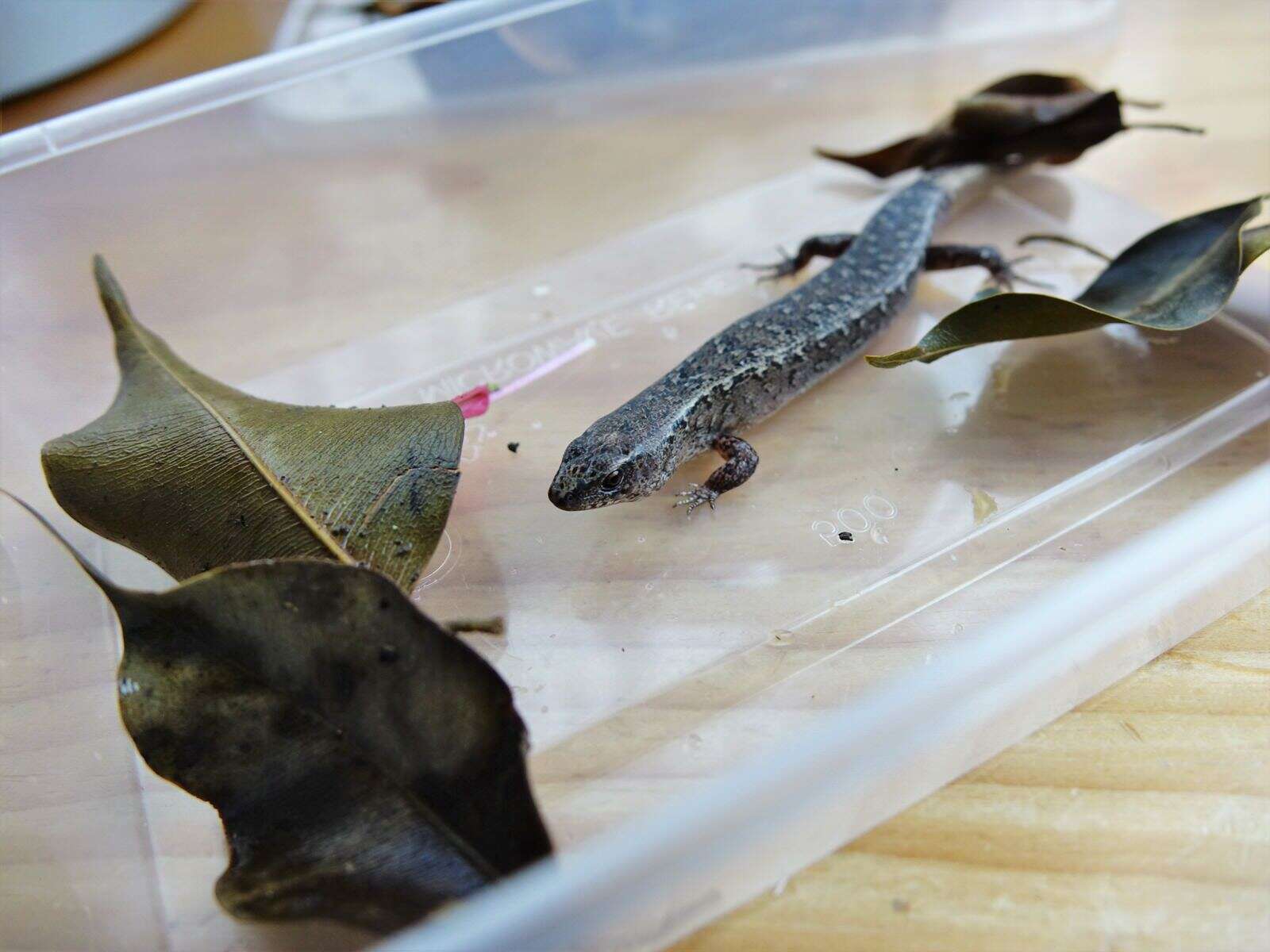 Image of Brown Skink