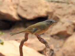 Image of Brown-cheeked Fulvetta