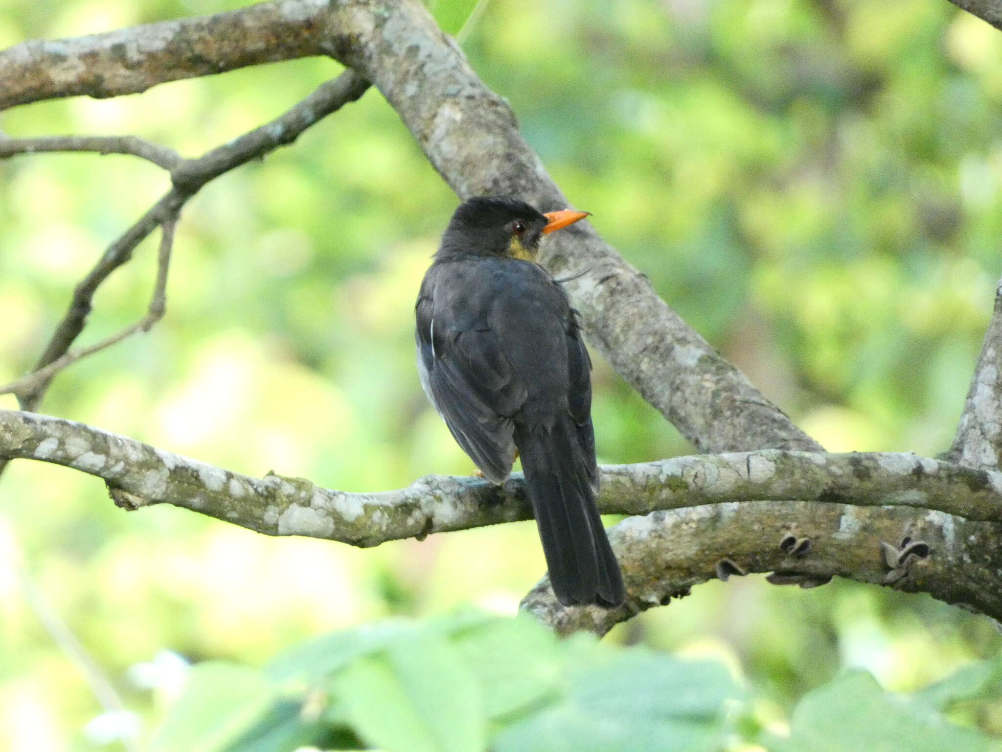 Image of White-chinned Thrush