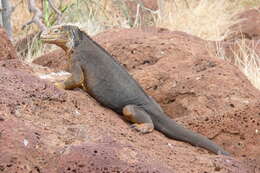 Image of Galapagos Land Iguana