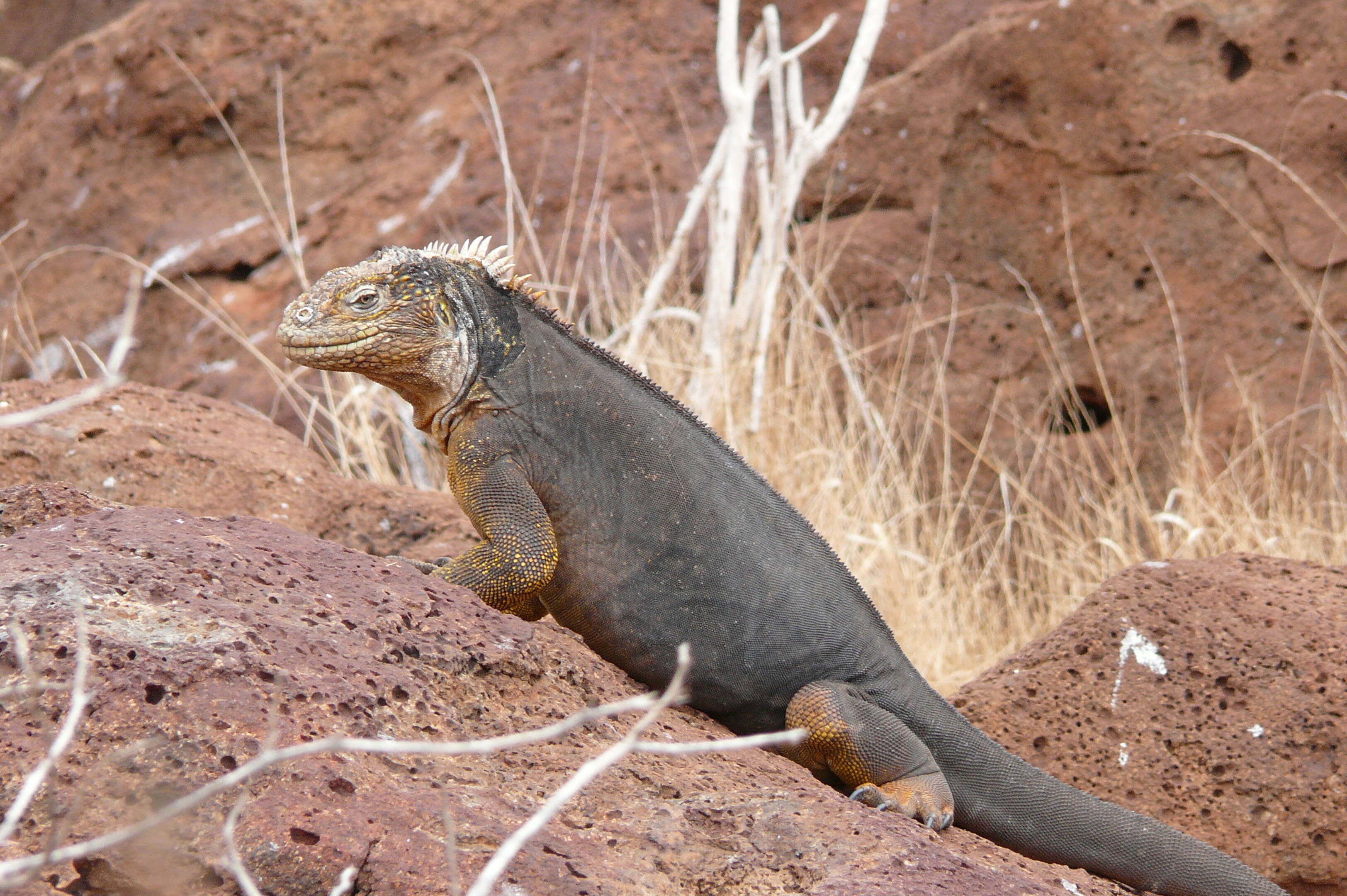 Image of Galapagos Land Iguana