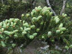 Image of Taiwan Fir