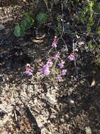 Image de Stylidium preissii (Sond.) F. Müll.