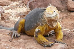 Image of Galapagos Land Iguana