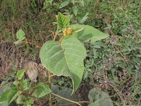 Image of Croton triqueter Lam.