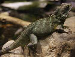 Image of Green iguana