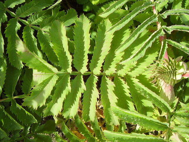 Image de Melianthus major L.