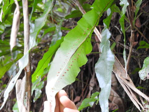 Image of Fortune's Ribbon Fern