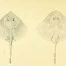 Image de Bathyraja aguja (Kendall & Radcliffe 1912)