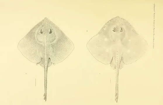 Image de Bathyraja aguja (Kendall & Radcliffe 1912)
