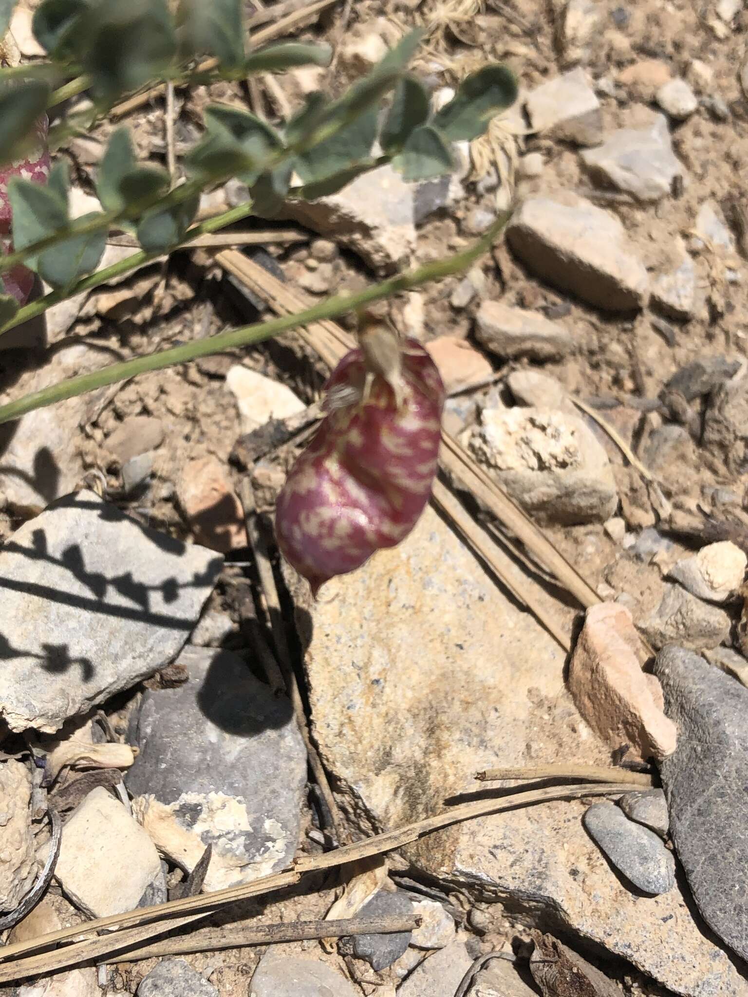 Imagem de Astragalus oophorus var. clokeyanus Barneby