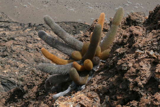 Image of Brachycereus