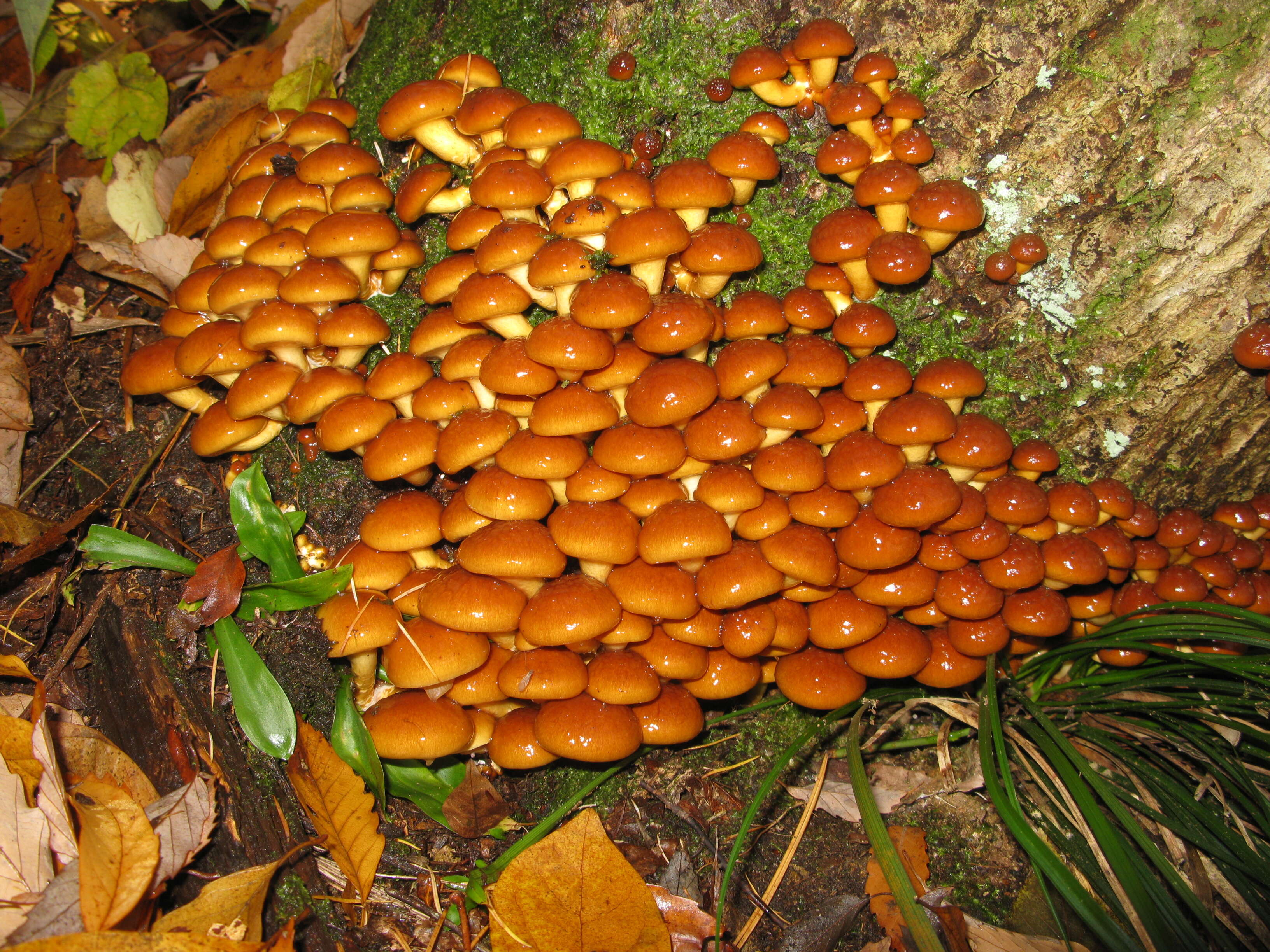 Слика од Pholiota nameko (T. Itô) S. Ito & S. Imai 1933