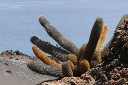 Image of Brachycereus