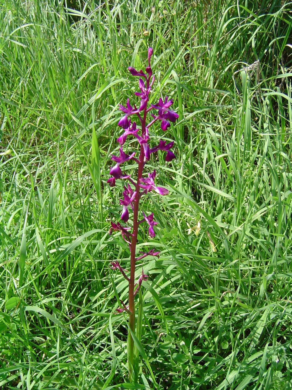 Anacamptis laxiflora (Lam.) R. M. Bateman, Pridgeon & M. W. Chase的圖片