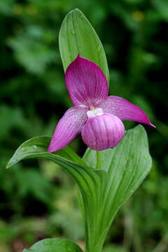 Image of Large-flowered Cypripedium