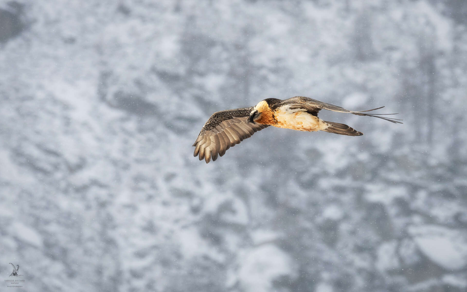 Image of Gypaetus barbatus barbatus (Linnaeus 1758)