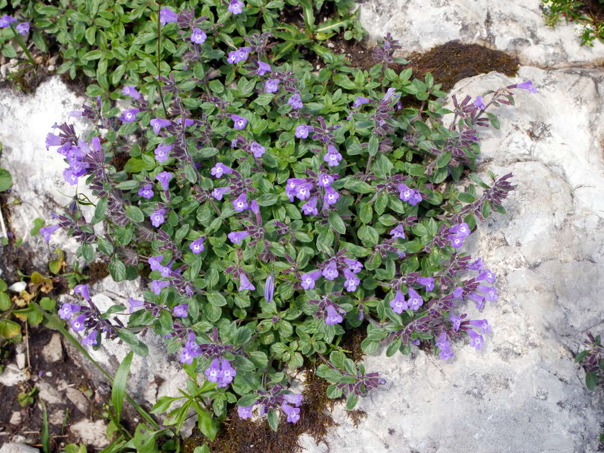 Image of Clinopodium alpinum (L.) Kuntze