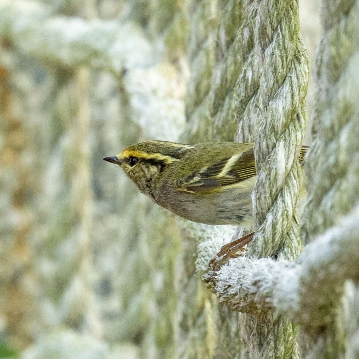 Image of Lemon-rumped Warbler