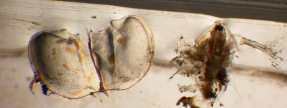 Image of Daphnia (Ctenodaphnia) magna Straus 1820