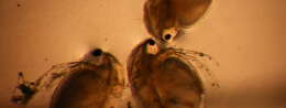 Image of Daphnia (Ctenodaphnia) magna Straus 1820