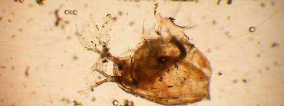 Image of Daphnia (Ctenodaphnia) magna Straus 1820