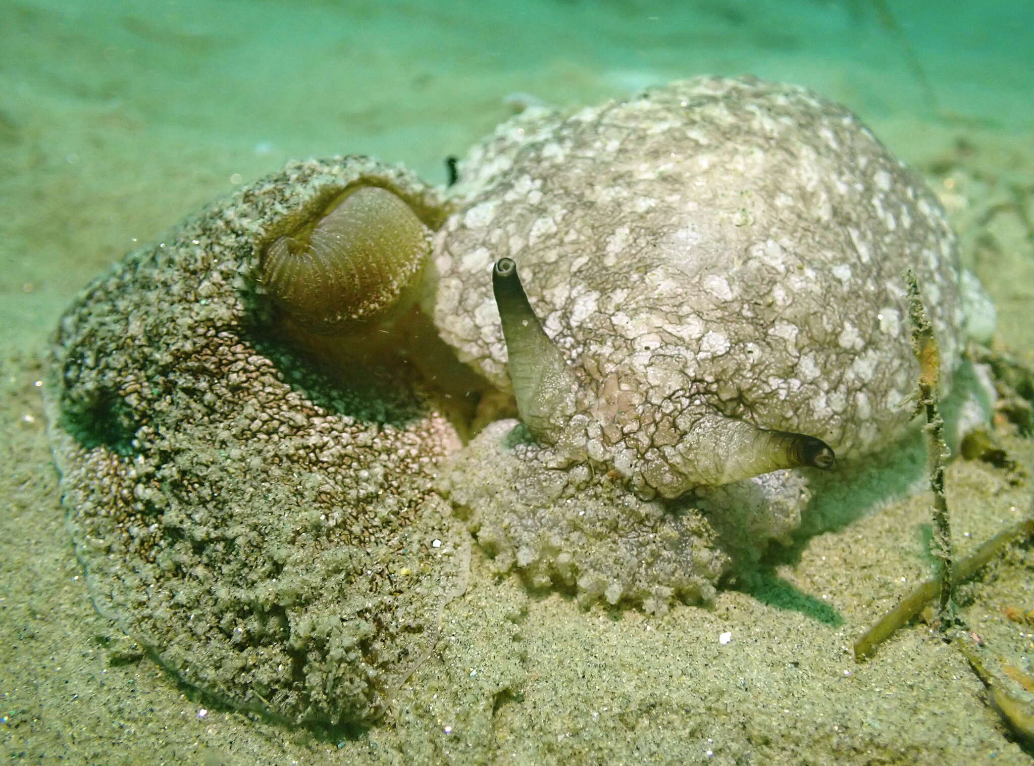 Pleurobranchaea californica MacFarland 1966 resmi