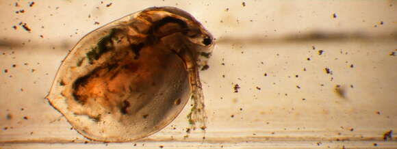 Image of Daphnia (Ctenodaphnia) magna Straus 1820