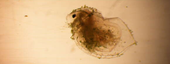 Image of Daphnia (Ctenodaphnia) magna Straus 1820