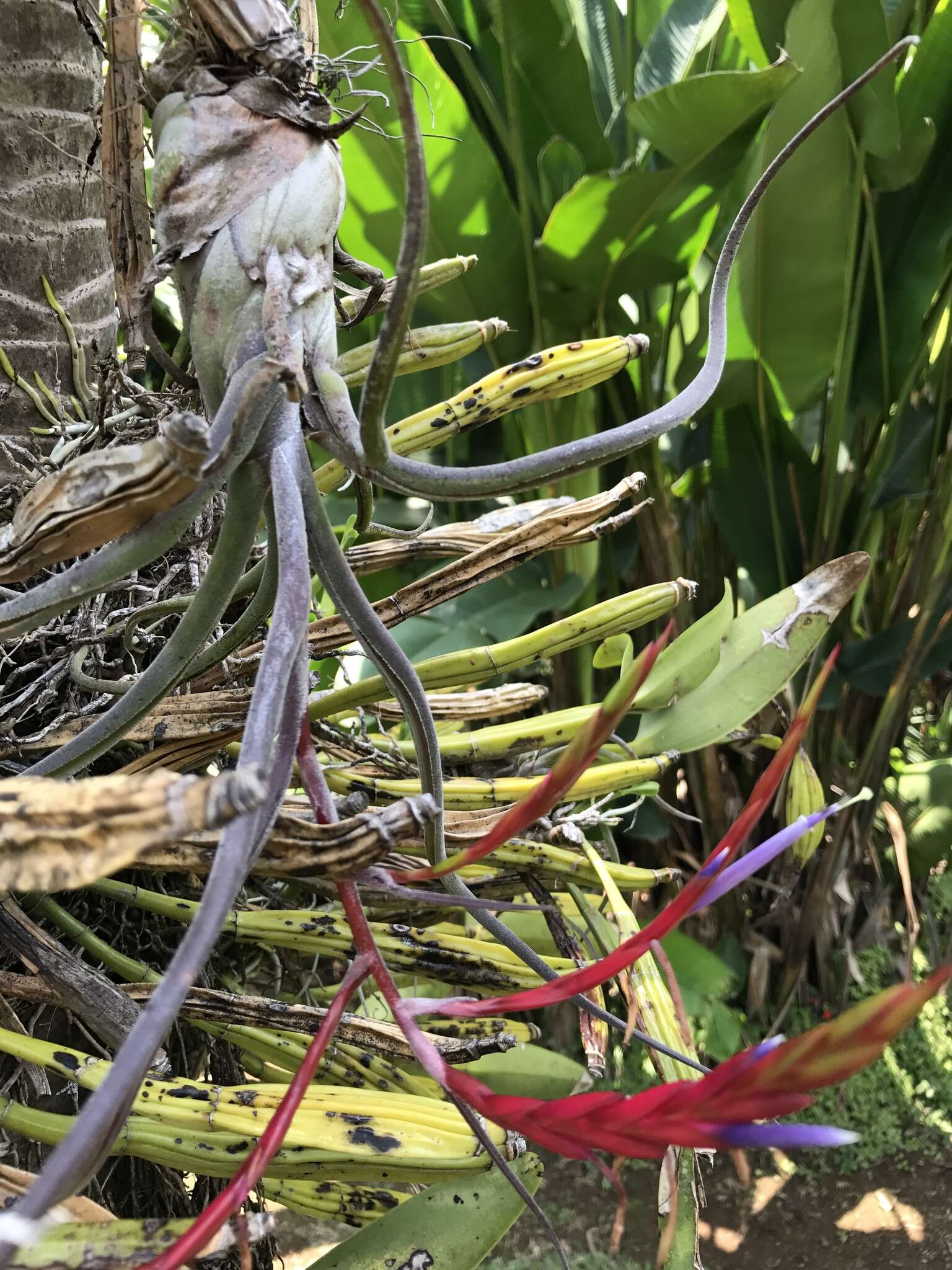 Image de Tillandsia caput-medusae É. Morren