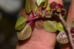 Image of Pilea consanguinea Wedd.