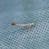 Image of Speckled Argyresthia