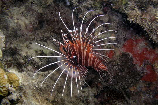 Image of Broadbarred firefish