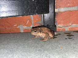 Bufo verrucosissimus (Pallas 1814) resmi