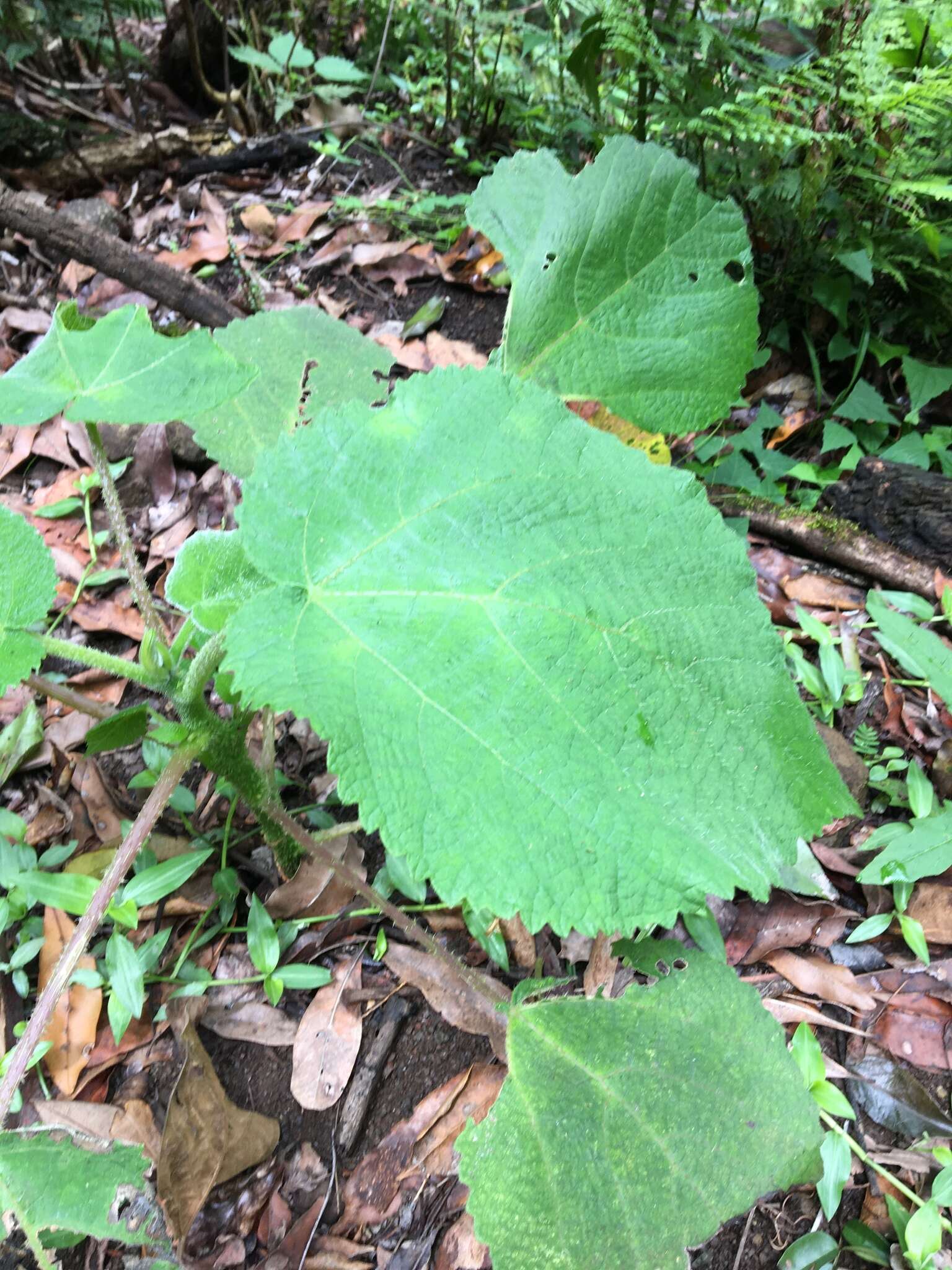 Imagem de Dendrocnide excelsa (Wedd.) Chew