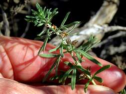 Image de Teucrium trifidum Retz.