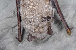 Image of Daubenton's Bat