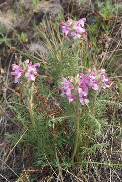 Imagem de Pedicularis rubens Stephan ex Willd.