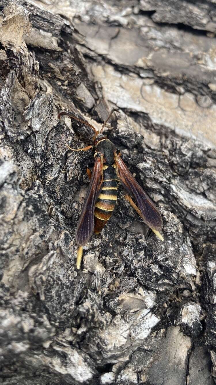 Image of Ash/Lilac Borers