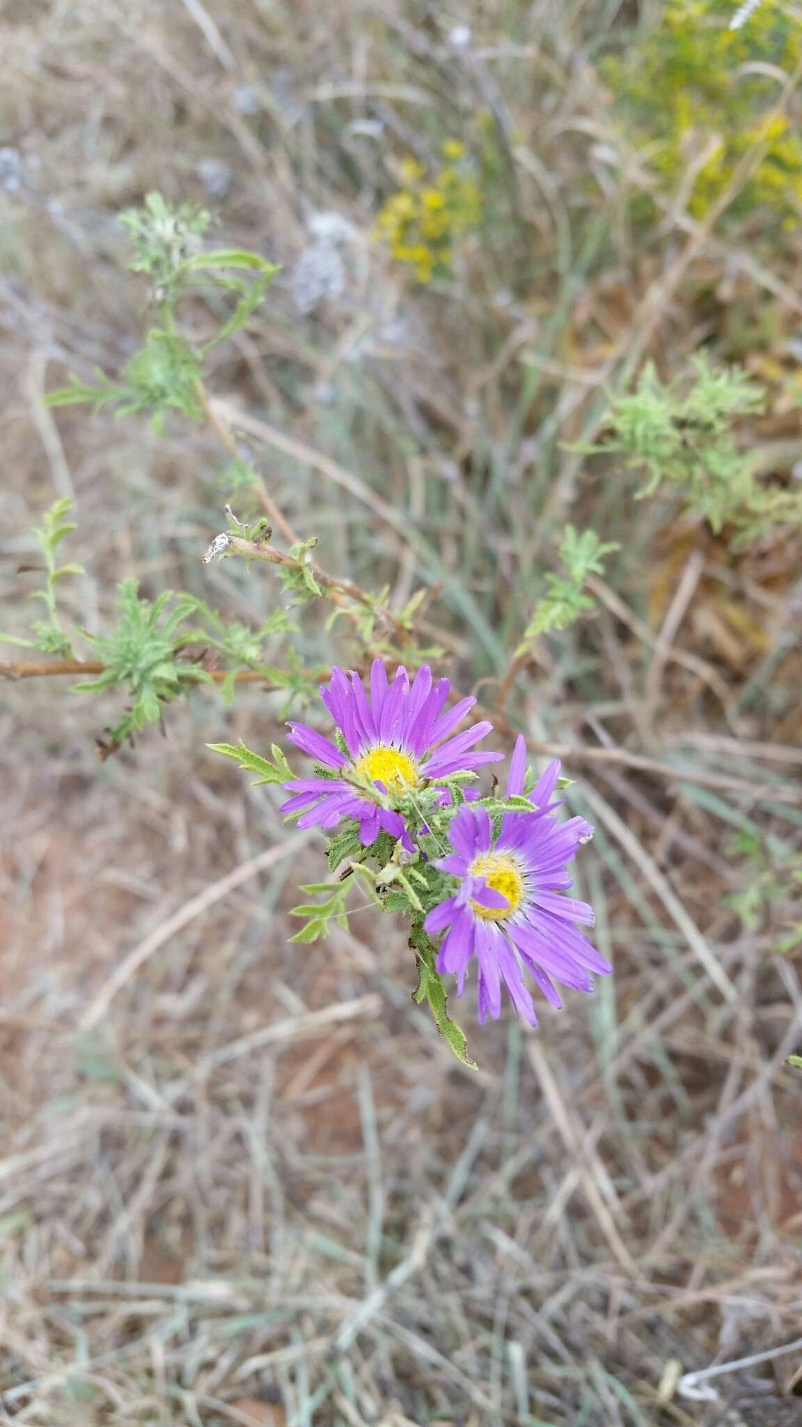 Machaeranthera tanacetifolia (Kunth) Nees resmi